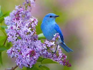 Blue Bird New Desktop Wallpaper