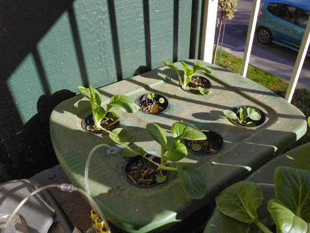 Bok Choy and Cabbage DWC 2