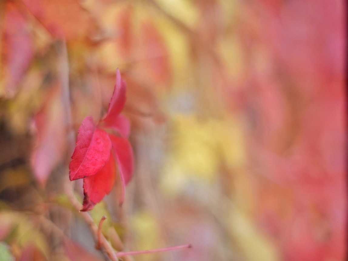 Herbstlaub