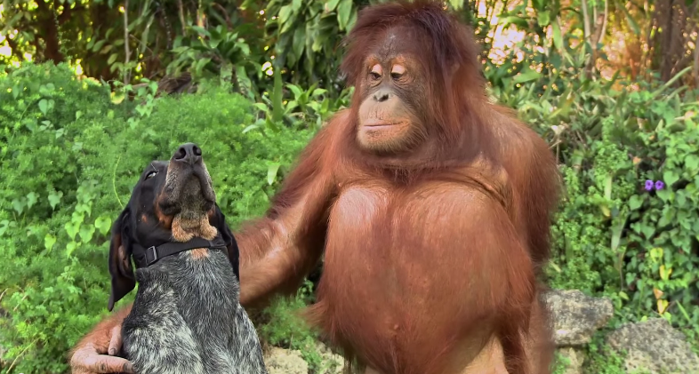 Unlikely Animal Pairs Defy Laws of Nature in Adorable new Android Friends Furever Ad