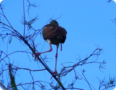 Wood Stork