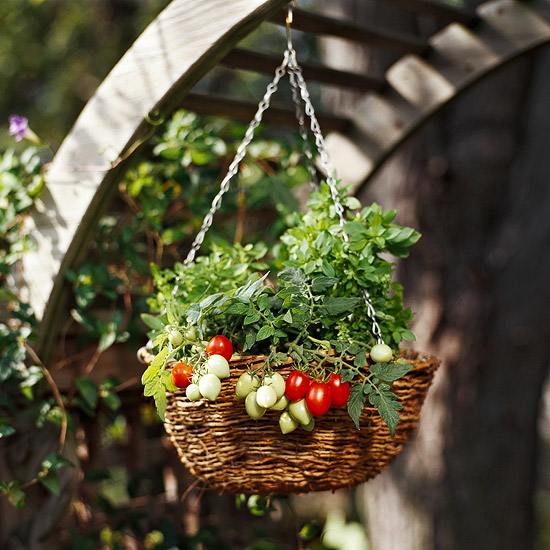 flower pot tower ideas Tomato and Basil Hanging Basket | 550 x 550