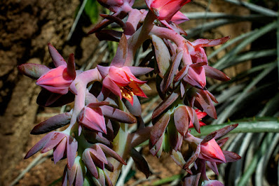 Echeveria pallida - Argentine Echeveria care and culture