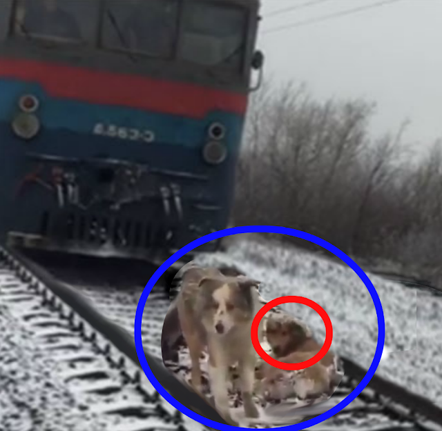 Panda - Dog Saves - Mate From Train