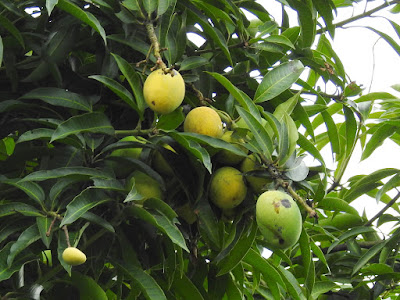 芒果的果實