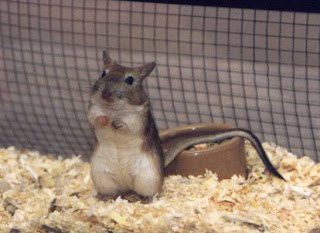 Gerbils