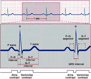 belajar morfologi nilai normal gelombang ekg