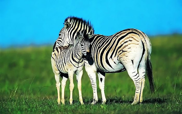 Zebra mother love