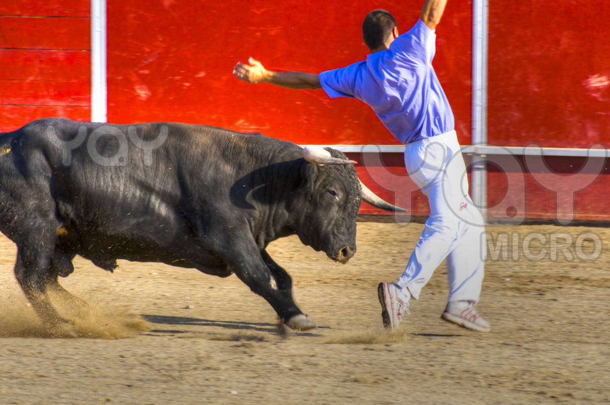 Animals Wallpapers: Dangerous Black Bull HD Wallpapers 2012