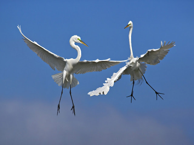 Flying Couple Bird Wallpaper