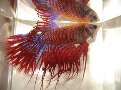 betta splenden