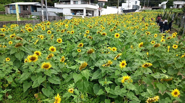 北中城村荻道のひまわりの写真