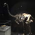 大英自然史博物館展  TREASURES OF THE NATURAL WORLD