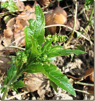 Brede High Woods BHW 020