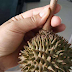 Durian Unyu Berasal Dari Thailand♥