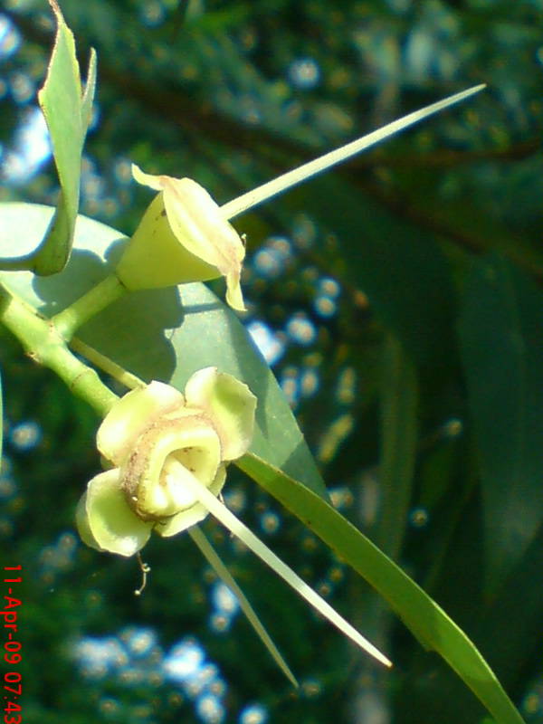 Foto Bunga Jambu Air Eugenia aquea Burm F 
