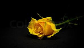 Hd Images Of Yellow Rose 1
