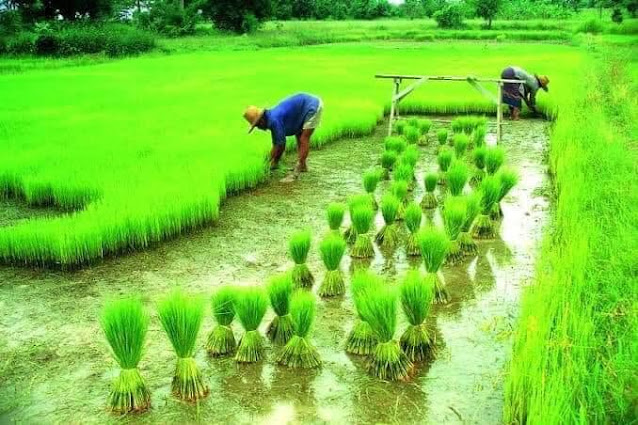 Natural Beauty of Bangladesh (Farmer's Paddy Field)