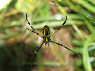 Foto Araña