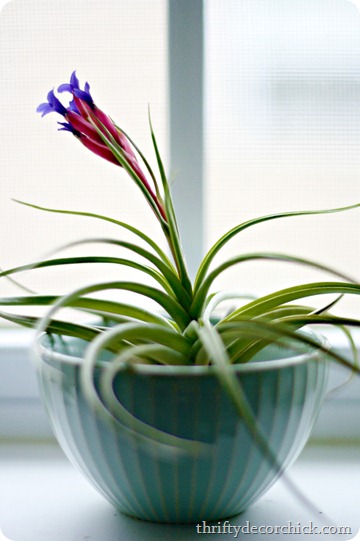 air plants