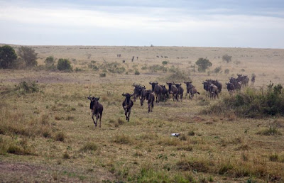 Amazing Story In Kenya Antelope Saved by a Hippo Seen On www.coolpicturegallery.us