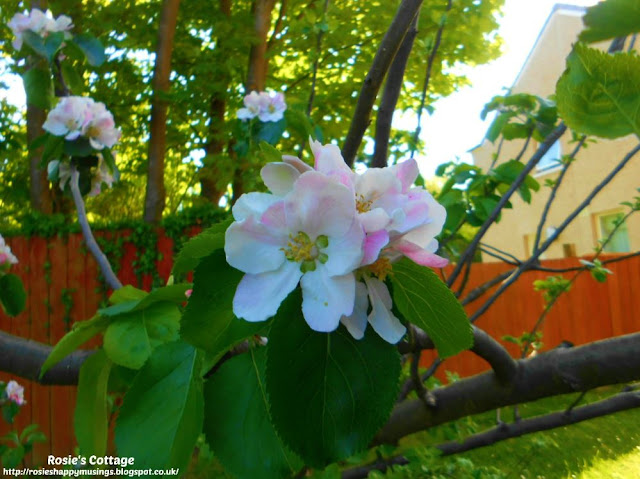 Our tiny tree with its gorgeous apple blossom always makes me smile.