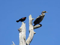 juvenile cormorant and red-winged blackbird in a dead tree