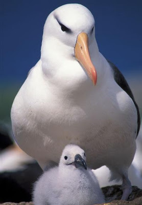 Black-Browed Albatross and Chick