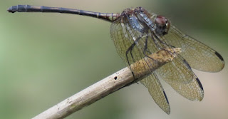 Dythemis sterilis, Brown Setwing