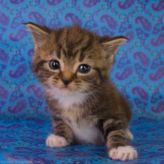 Gambar Gambar Anak Kucing Comel