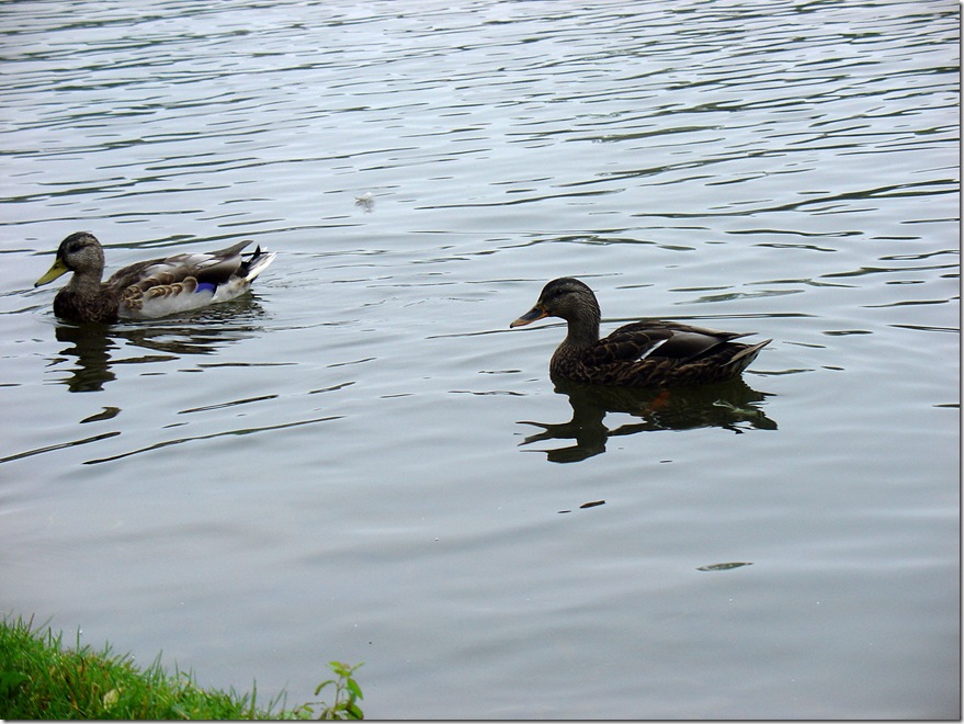 They're just duckie....