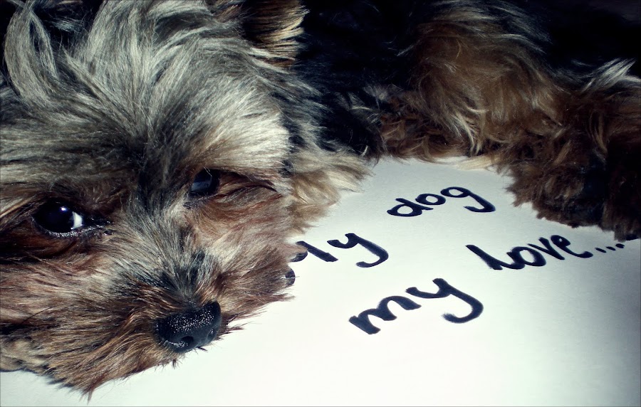 Yorkshire Terrier Cody czyli mój mały Napoleon.