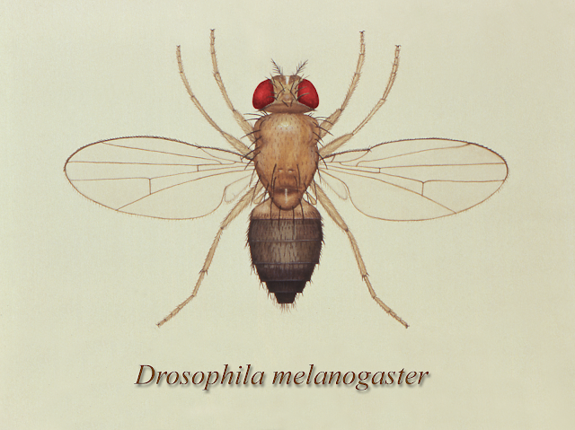 Illustration depicts a dorsal view of the common fruit fly, Drosophila melanogaster. (Credit: Centers for Disease Control and Prevention)