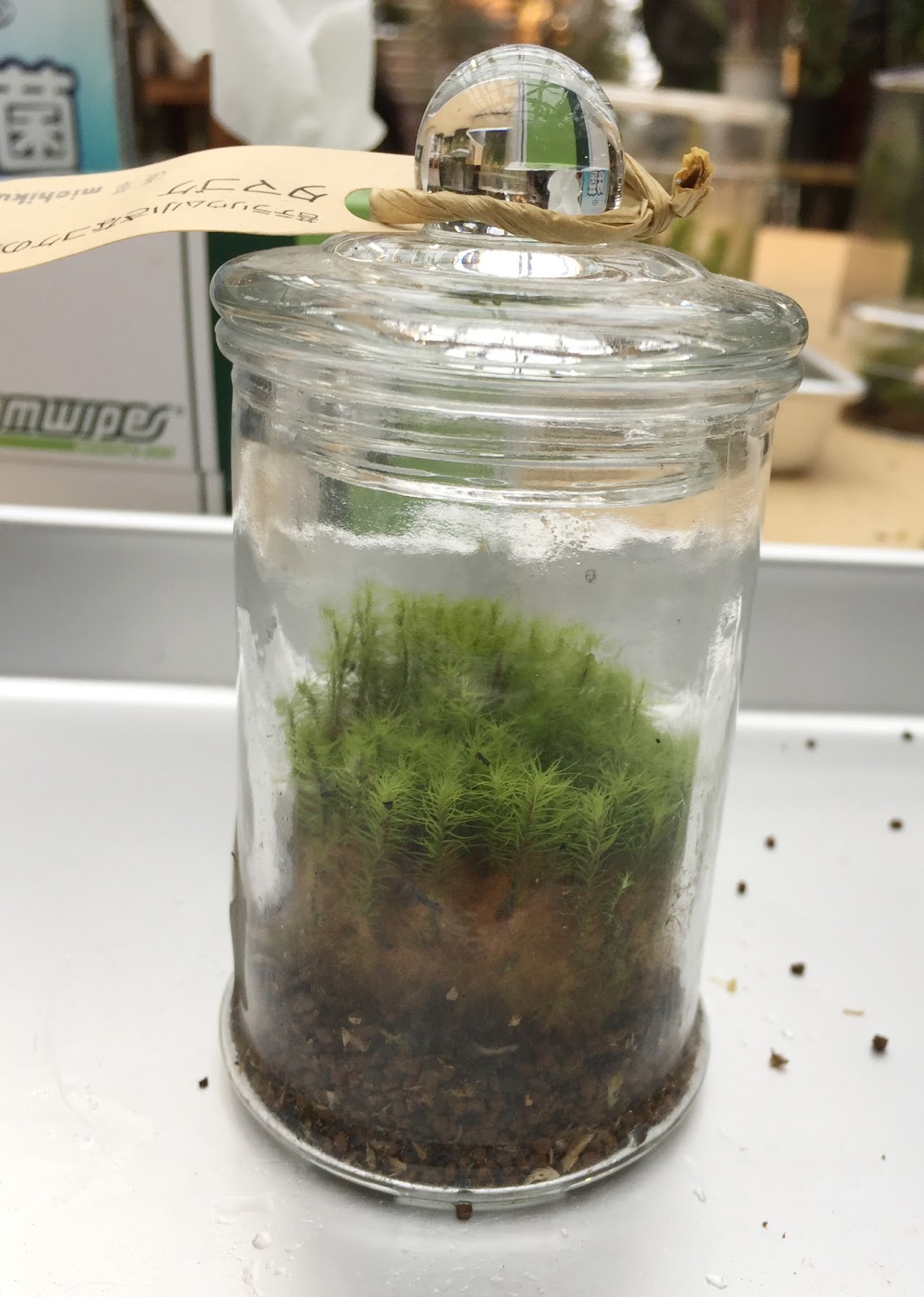 道草 Michikusa Blog 小さな苔の森 苔テラリウムの育て方 タマゴケの植替え