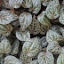 Daun Sirih Atasi Mata Minus