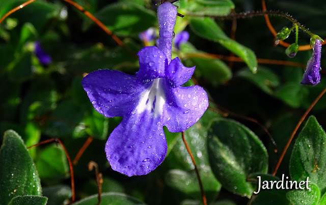 Violeta pendente - Streptocarpus saxorum