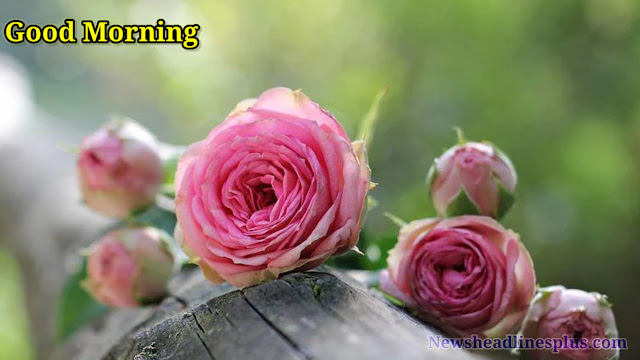 Beautiful Good Morning Images | Good Morning Images with Quotes | Good Morning Images with Flowers | Beautiful Good Morning Images with Love.