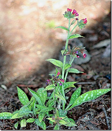 Pulmonaria_RaspberryIce