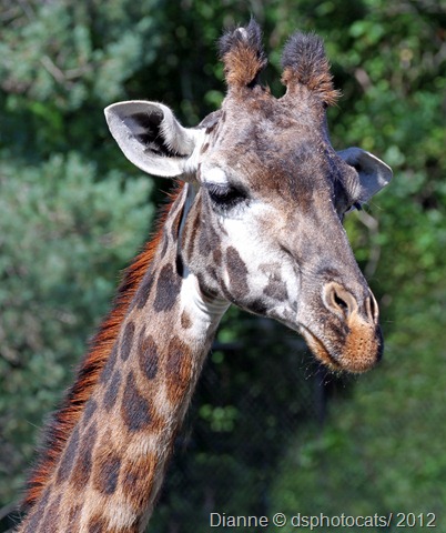 IMG_9076 Giraffe