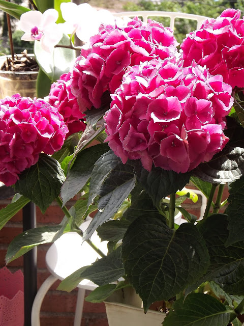 Se abren las hortensias...