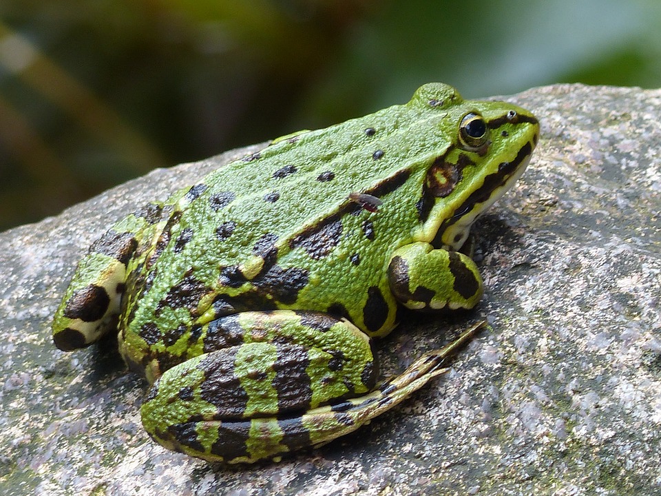 Mimpi Binatang  Mimpi Katak 