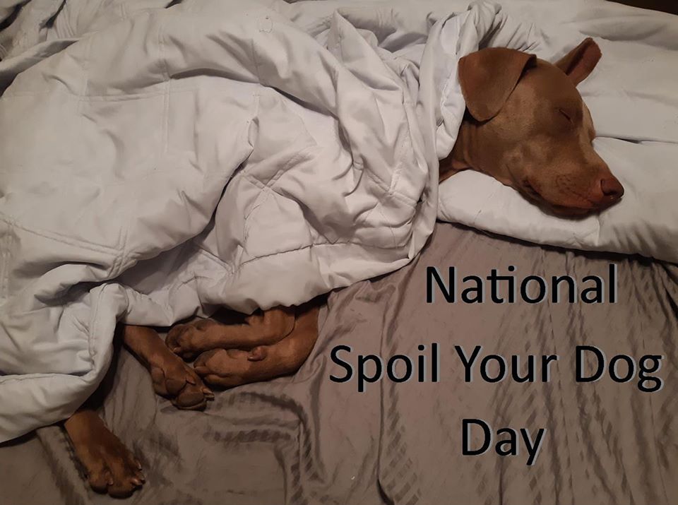 National Spoil Your Dog Day