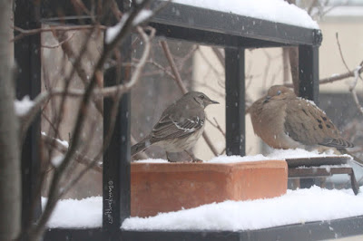 View three of three images atop this entry. This picture shows two birds standing on a garden shelf during a snowfall. A Northern mockingbird is on the left and a Mourning dove is on the right.  These bird types are featured in my book series, "Words In Our Beak." Info re my books is included within another post on this blog @ https://www.thelastleafgardener.com/2018/10/one-sheet-book-series-info.html