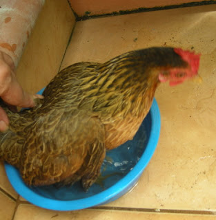 bantam hen, La Ceiba, Honduras