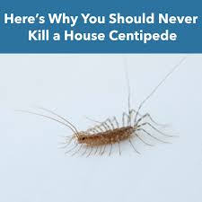 Why You Should Never Kill a House Centipede
