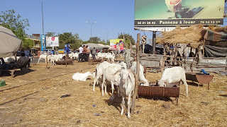 Bamako Goat Market has goats for every need