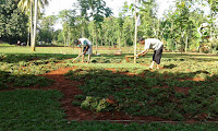 Tukang Rumput gajah mini