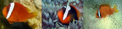 Clownfish,Amphiprion frenatus