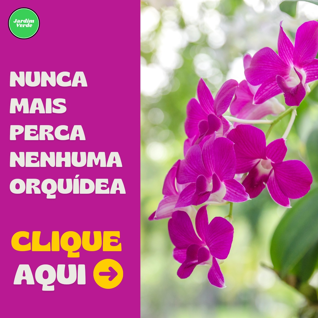 Como Cultivar Orquídeas como um profissional