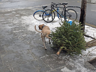 dog pissing on sad dead christmas tree
